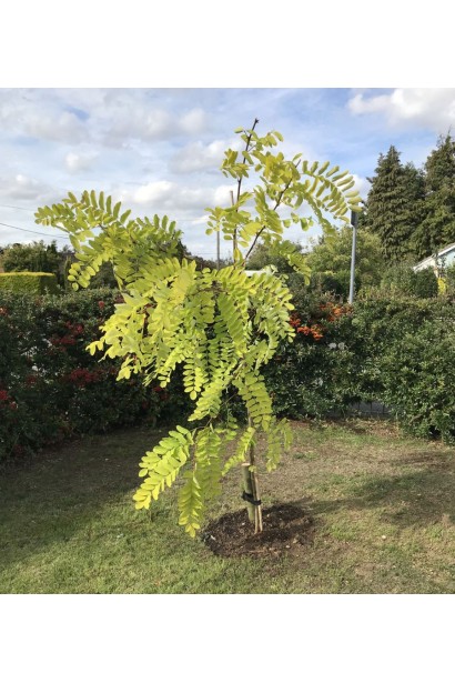 Робінія клейка на штамбі в ландшафті